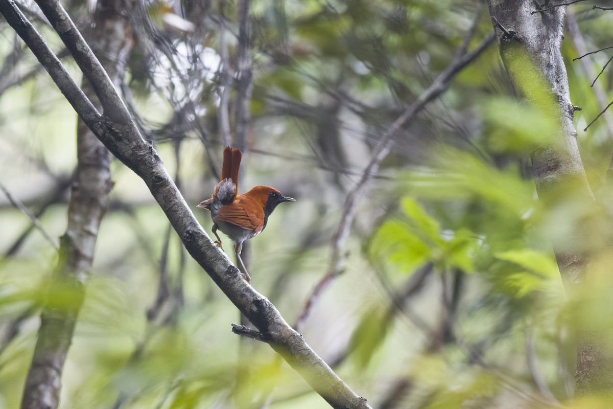 Okinawa Robin - ML620816545