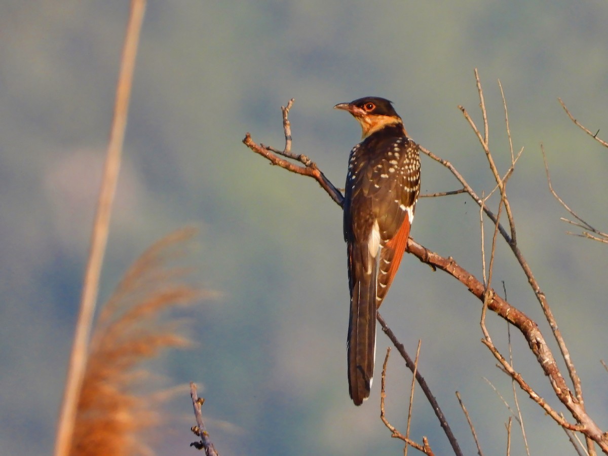 Great Spotted Cuckoo - ML620816547