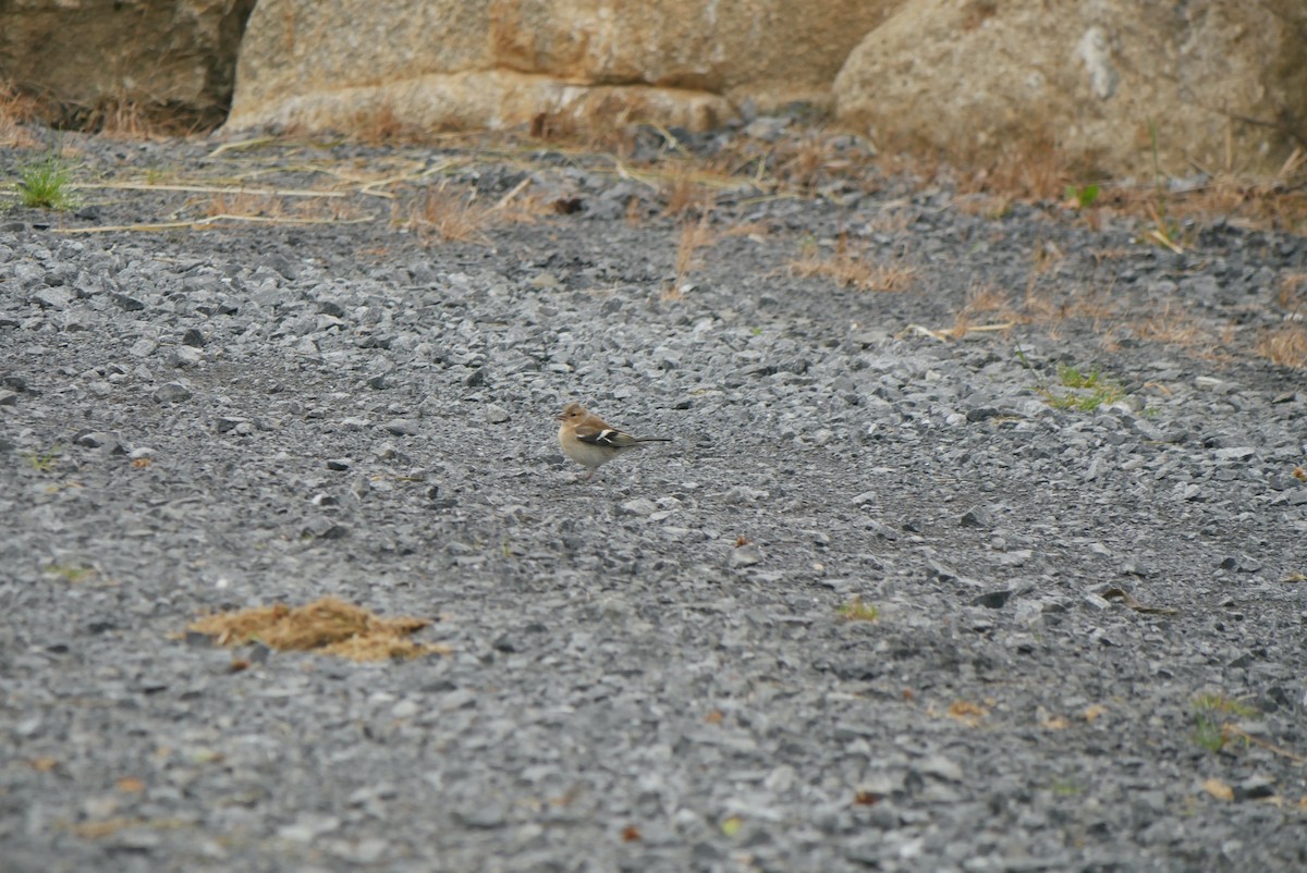 Common Chaffinch - ML620816549