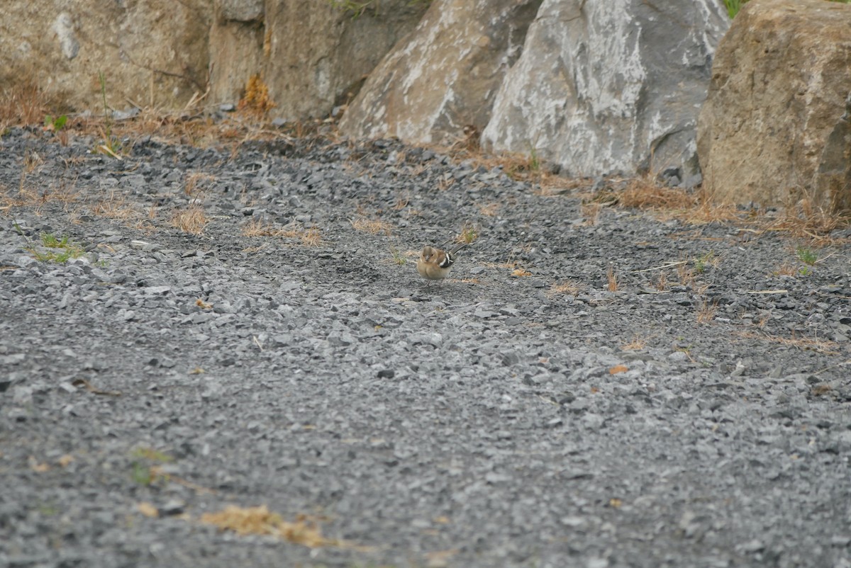 Common Chaffinch - ML620816550