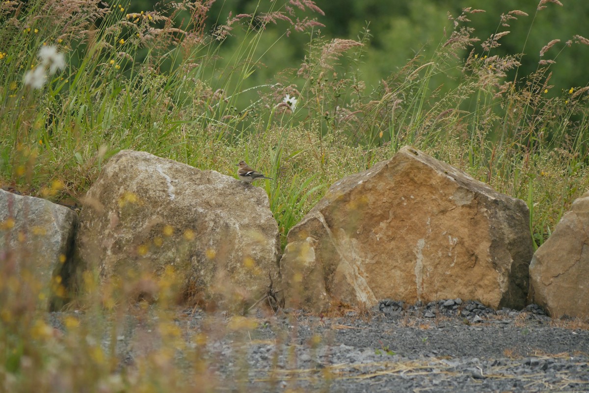 Common Chaffinch - ML620816551