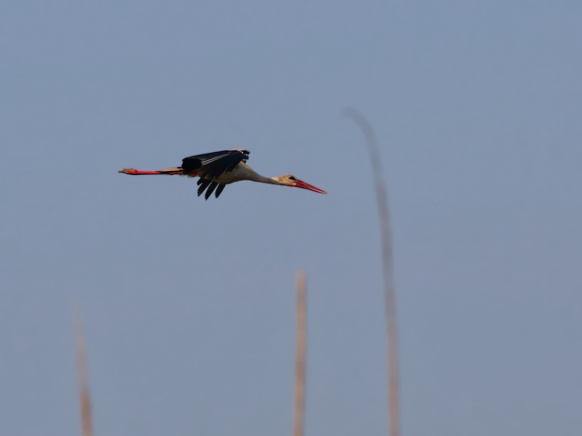 White Stork - ML620816552