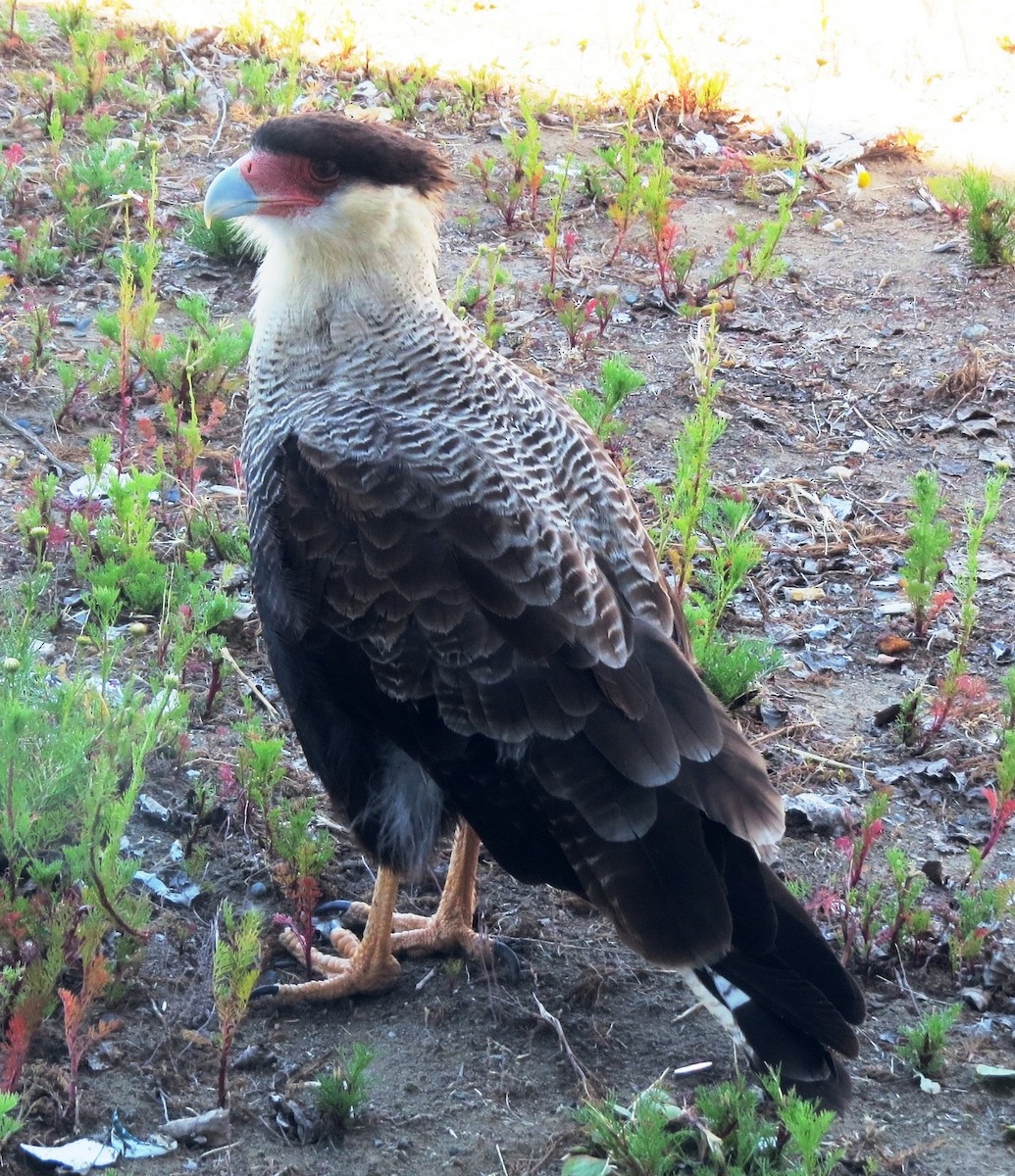 Crested Caracara (Southern) - ML620816555
