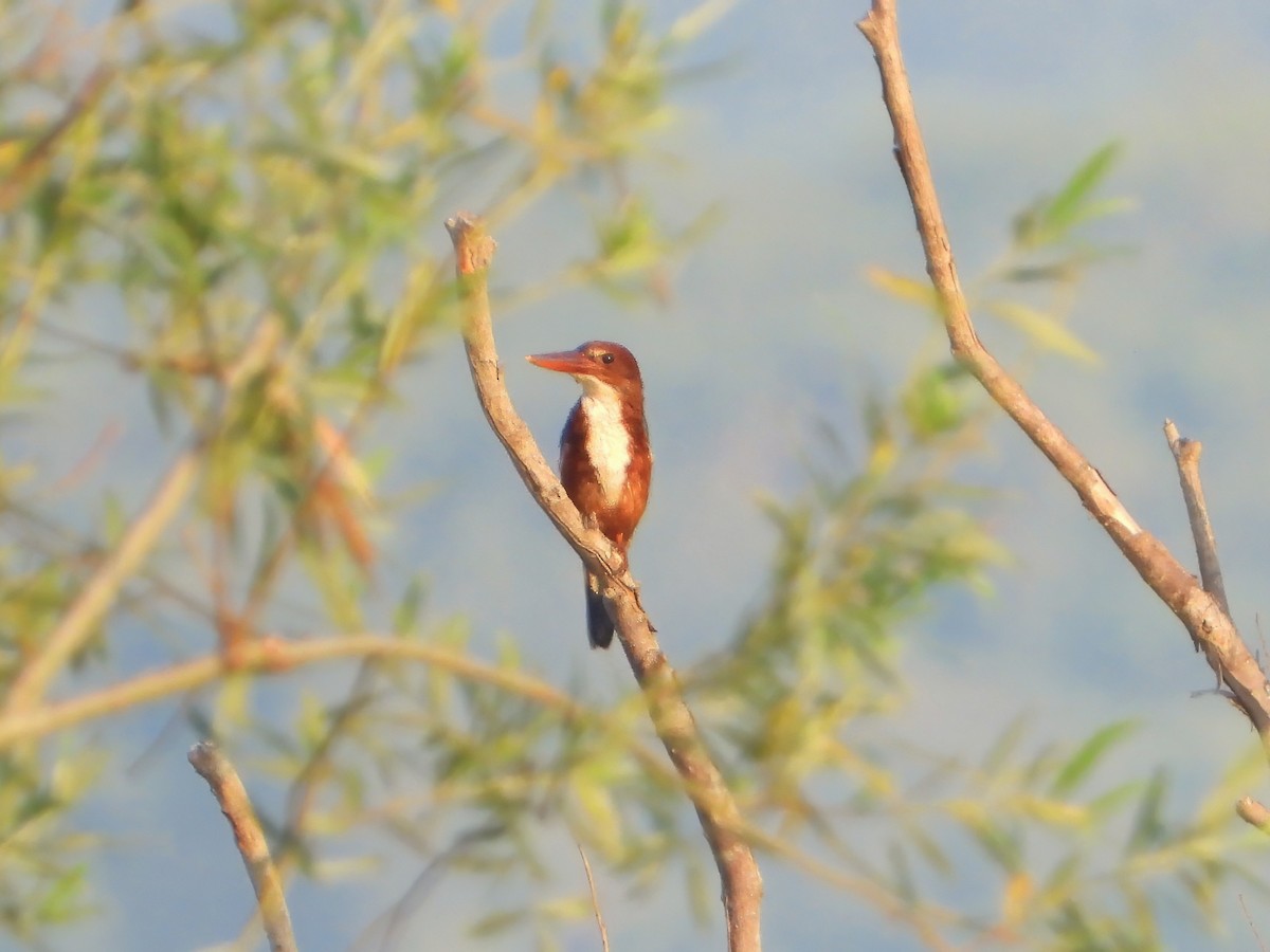 White-throated Kingfisher - ML620816556