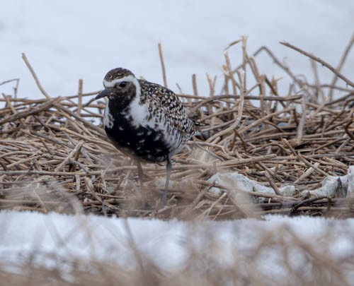 Pacific Golden-Plover - ML620816559