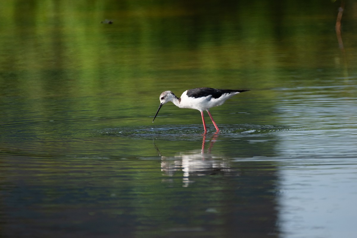 Black-winged Stilt - ML620816561