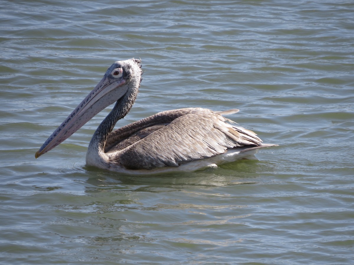Spot-billed Pelican - ML620816562