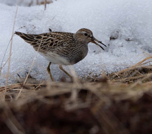 Pectoral Sandpiper - ML620816563