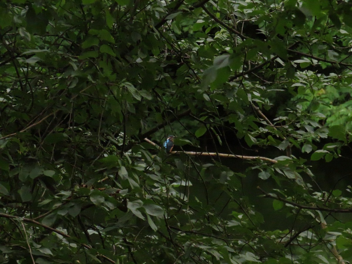 Common Kingfisher - ML620816571