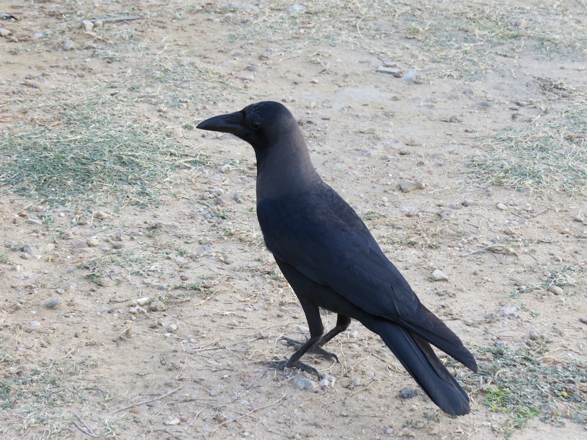 Large-billed Crow - ML620816572