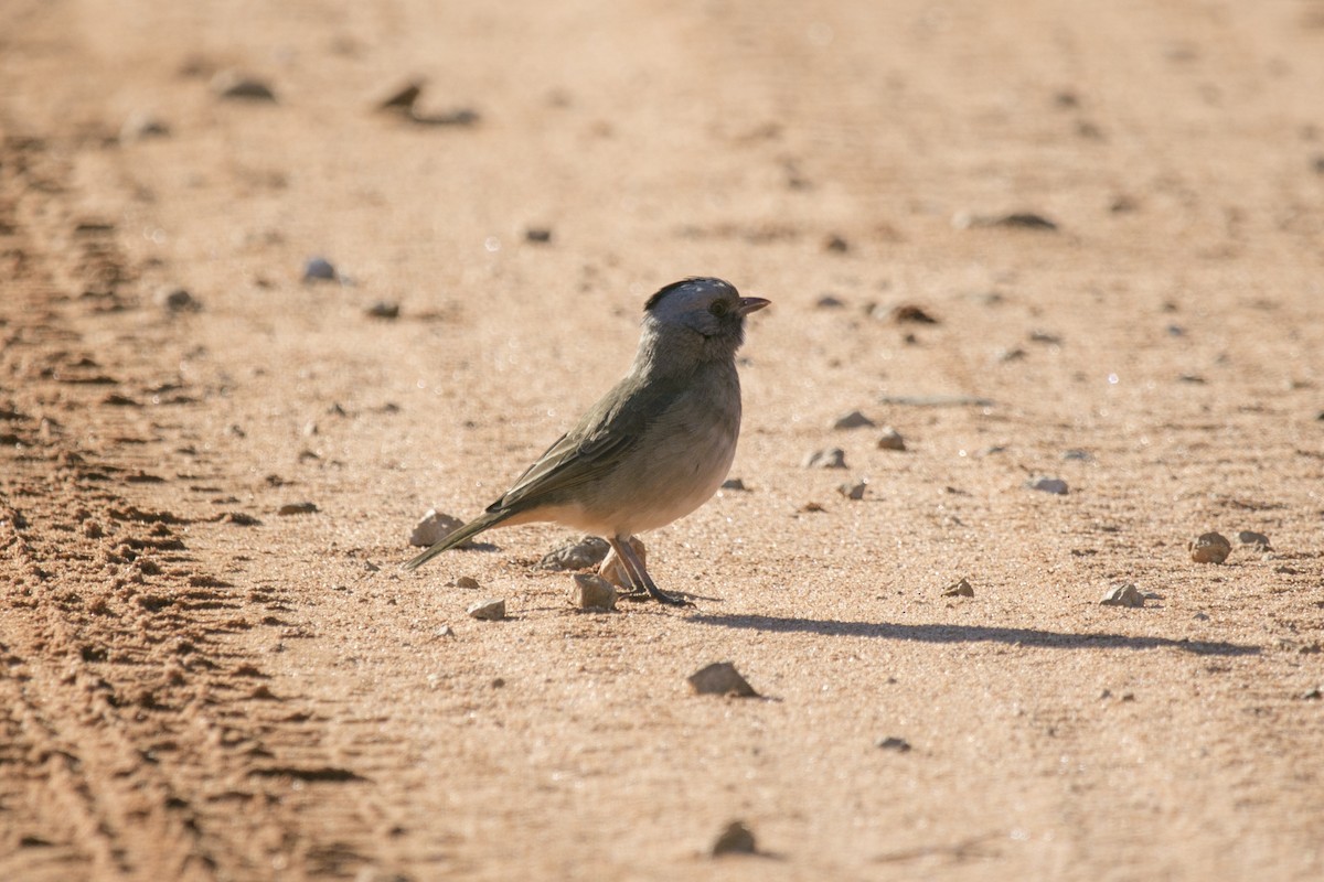 Crested Bellbird - ML620816576