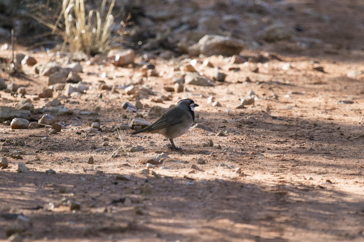 Crested Bellbird - ML620816577