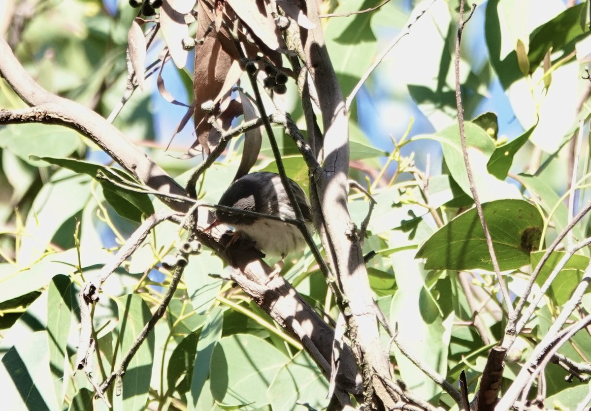 Varied Sittella - ML620816587