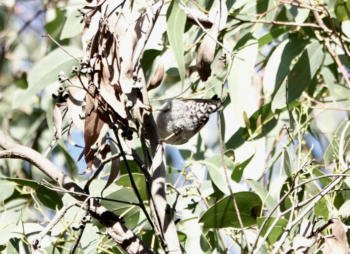 Varied Sittella - john cull