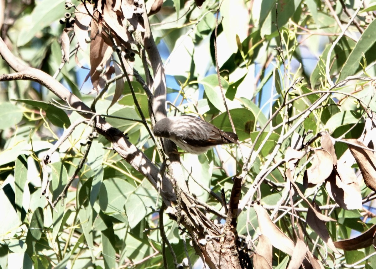 Varied Sittella - ML620816589