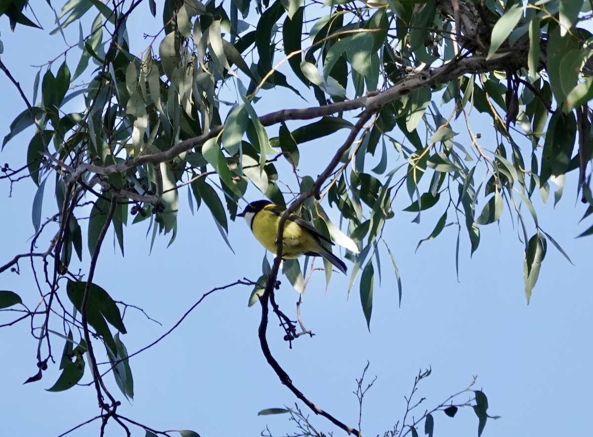 Golden Whistler - ML620816605