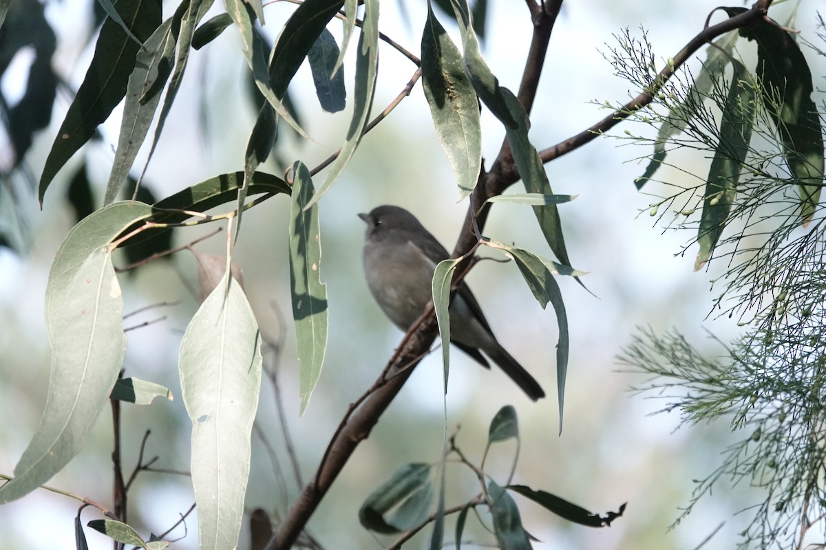 Golden Whistler - ML620816606