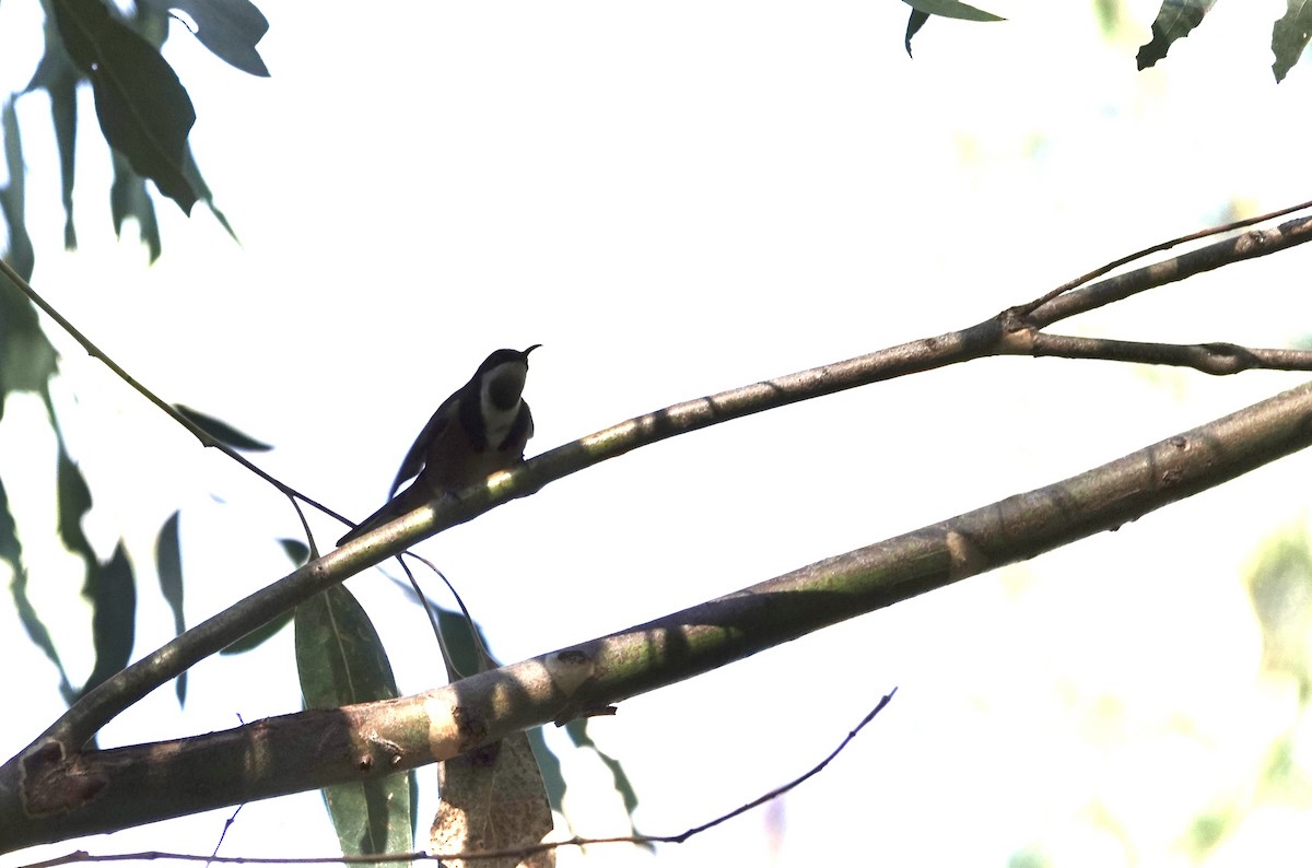 Eastern Spinebill - ML620816611