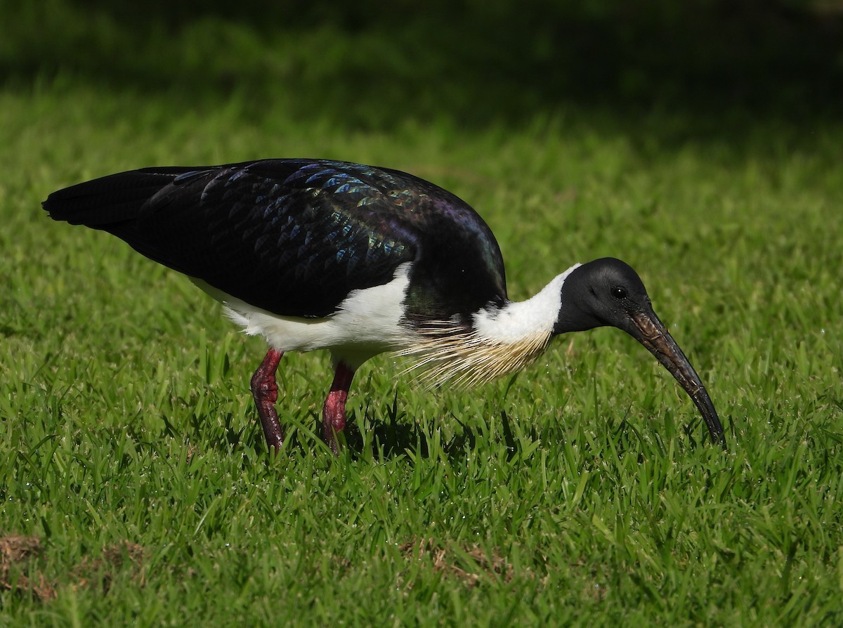 ibis slámokrký - ML620816612