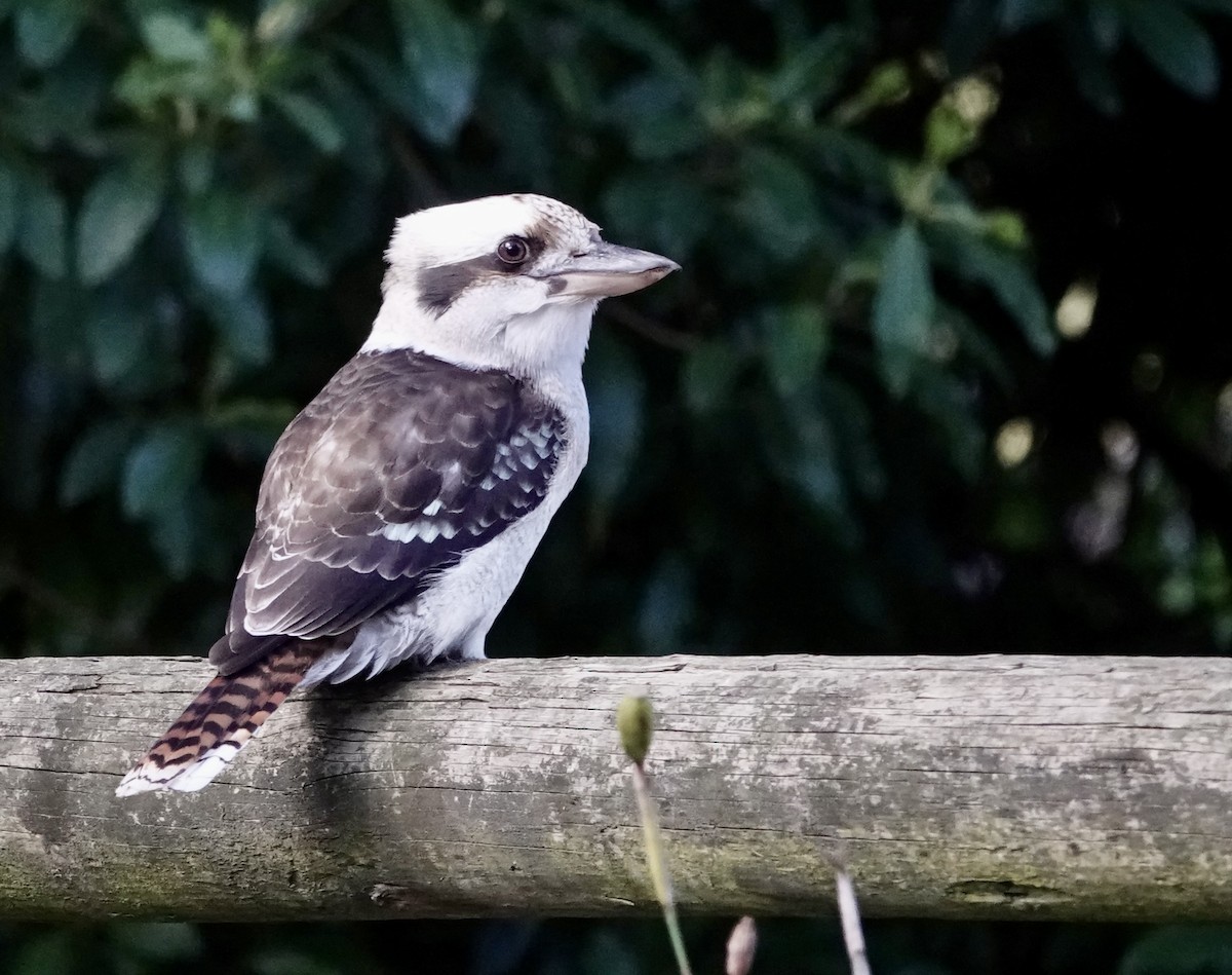 Laughing Kookaburra - ML620816614