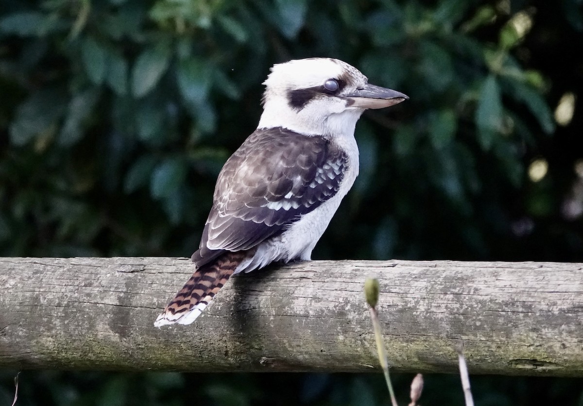 Laughing Kookaburra - ML620816615