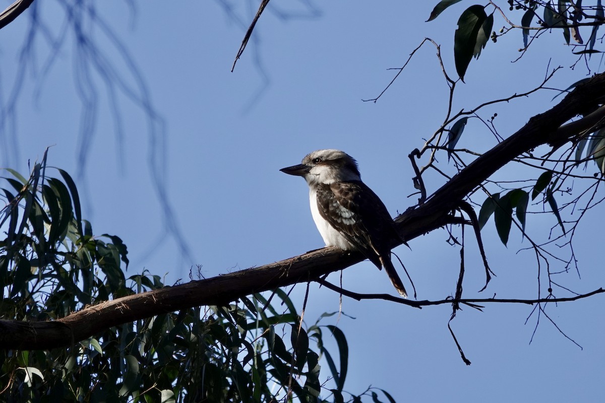 Laughing Kookaburra - ML620816616