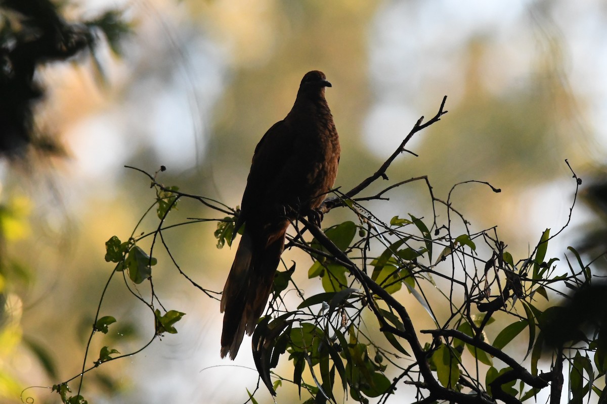 Brown Cuckoo-Dove - ML620816626