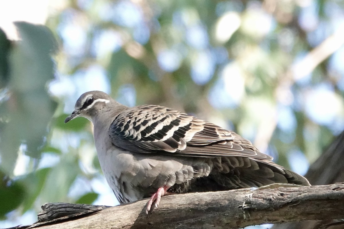 Common Bronzewing - ML620816627