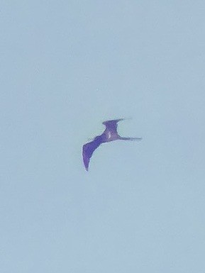 Great Frigatebird - ML620816630