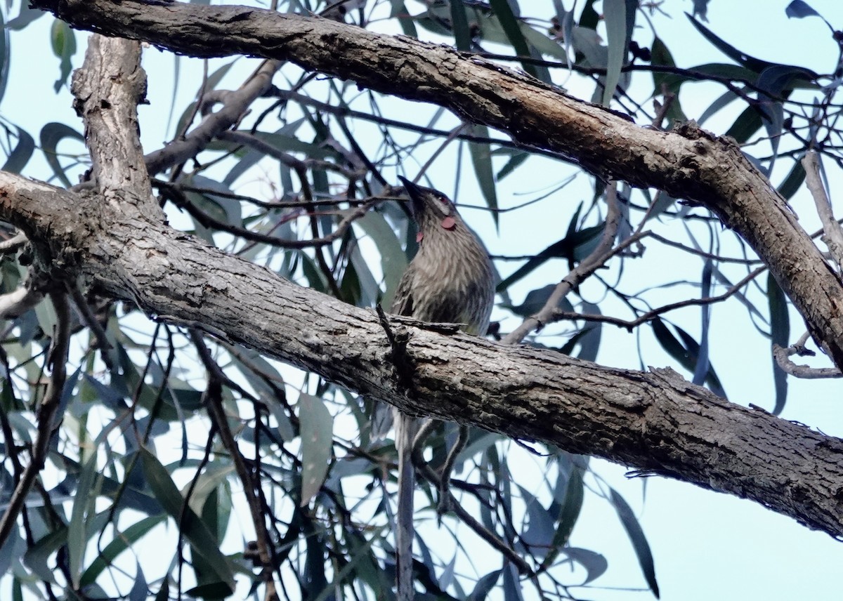 Red Wattlebird - john cull