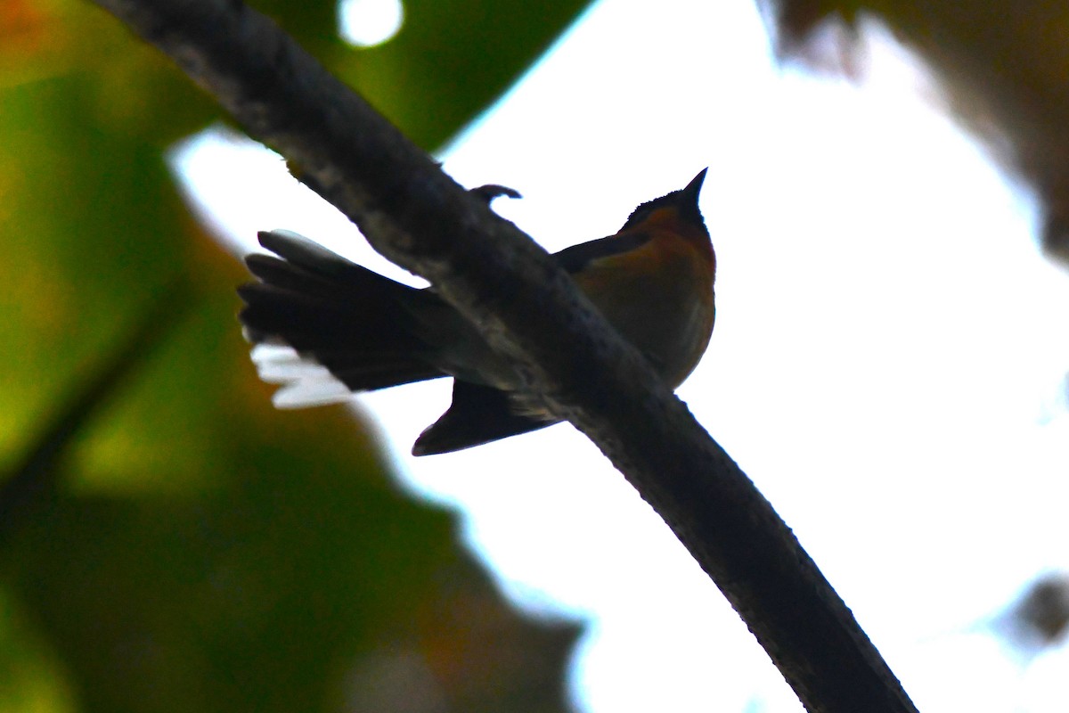 Spectacled Monarch (Australian) - ML620816639