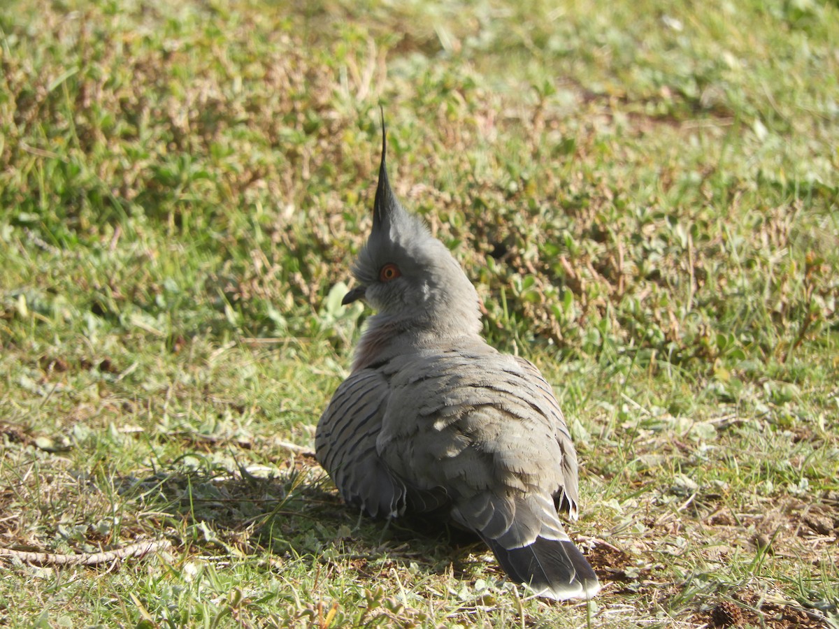 Crested Pigeon - ML620816651