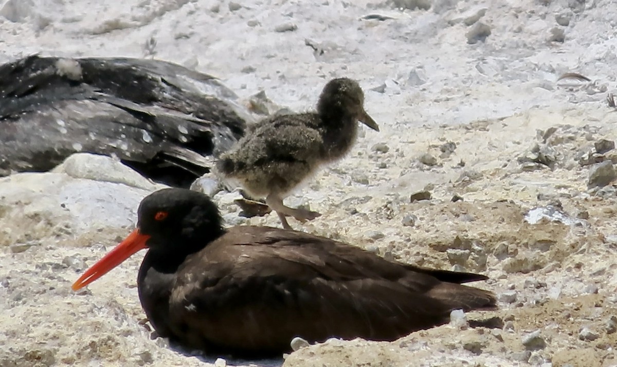 Black Oystercatcher - ML620816659