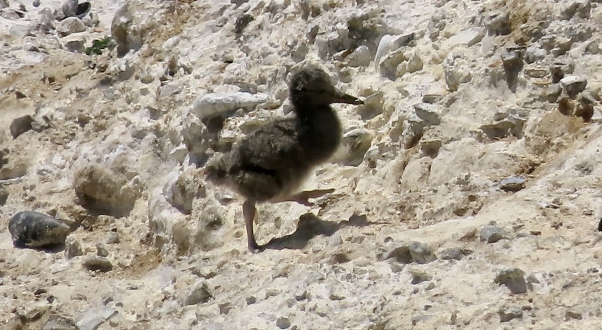 Black Oystercatcher - Petra Clayton