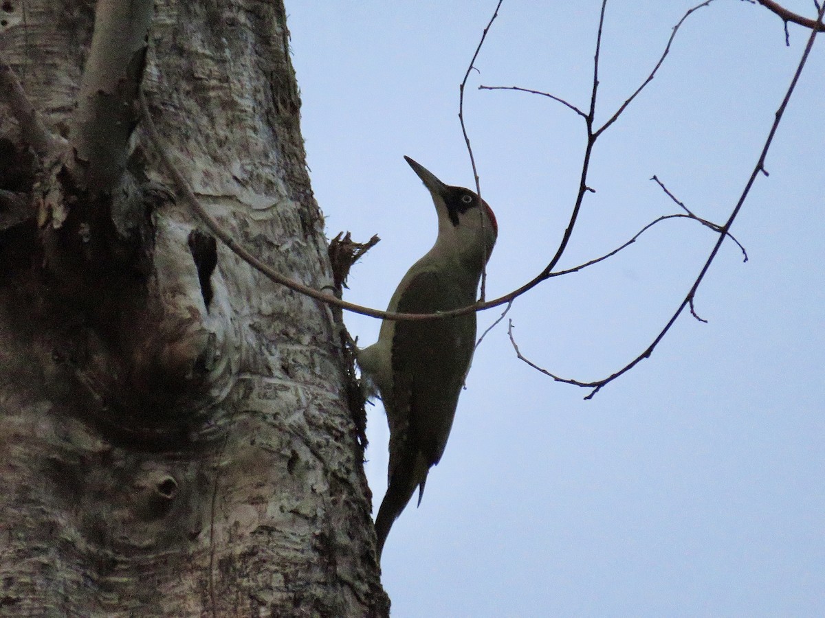 Eurasian Green Woodpecker - ML620816661