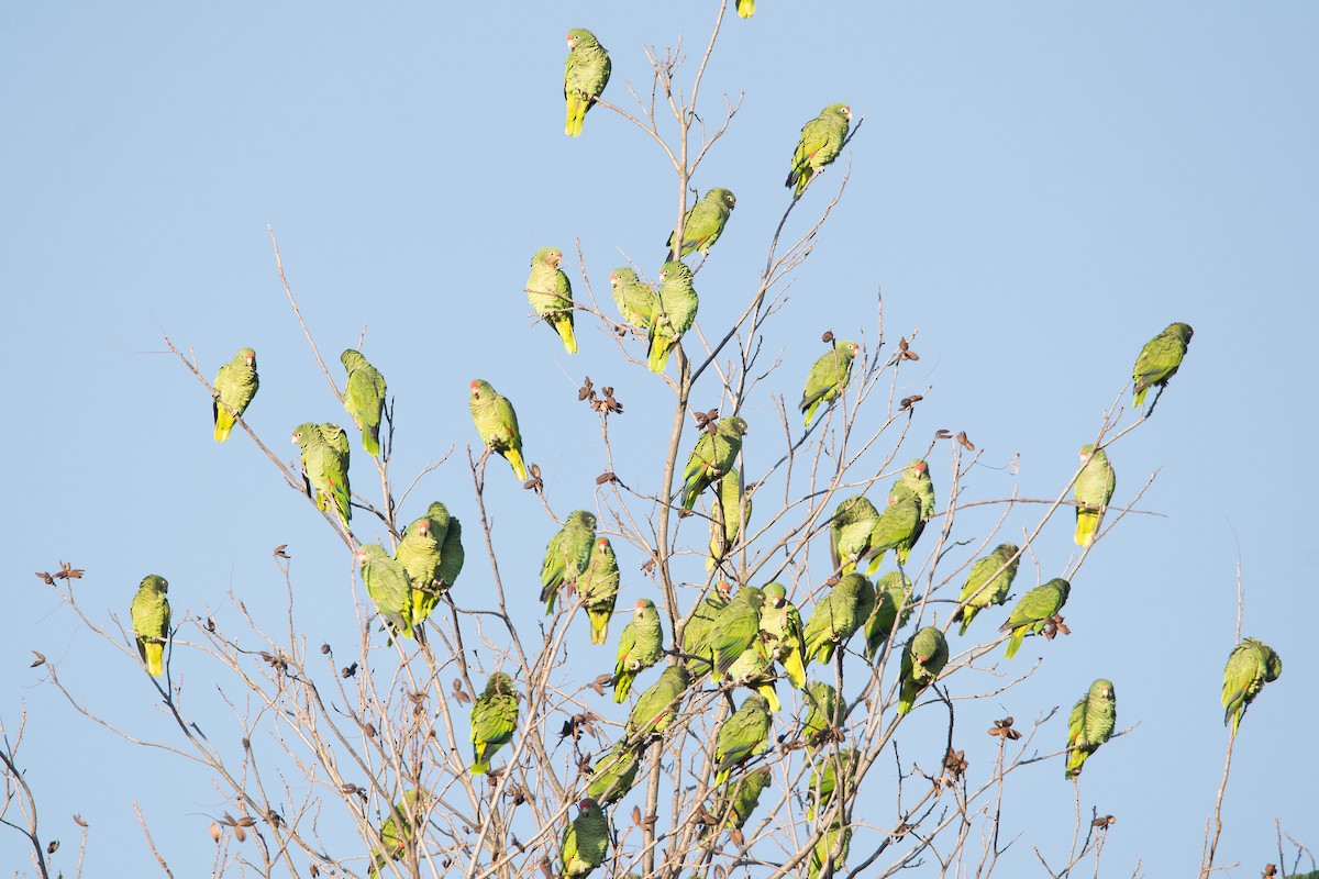 Tucuman Parrot - ML620816668