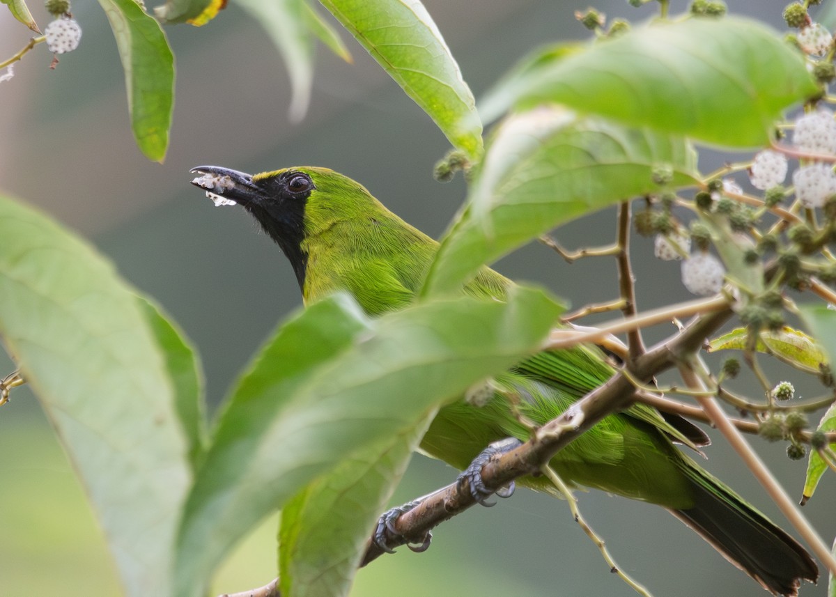 Lesser Green Leafbird - ML620816670