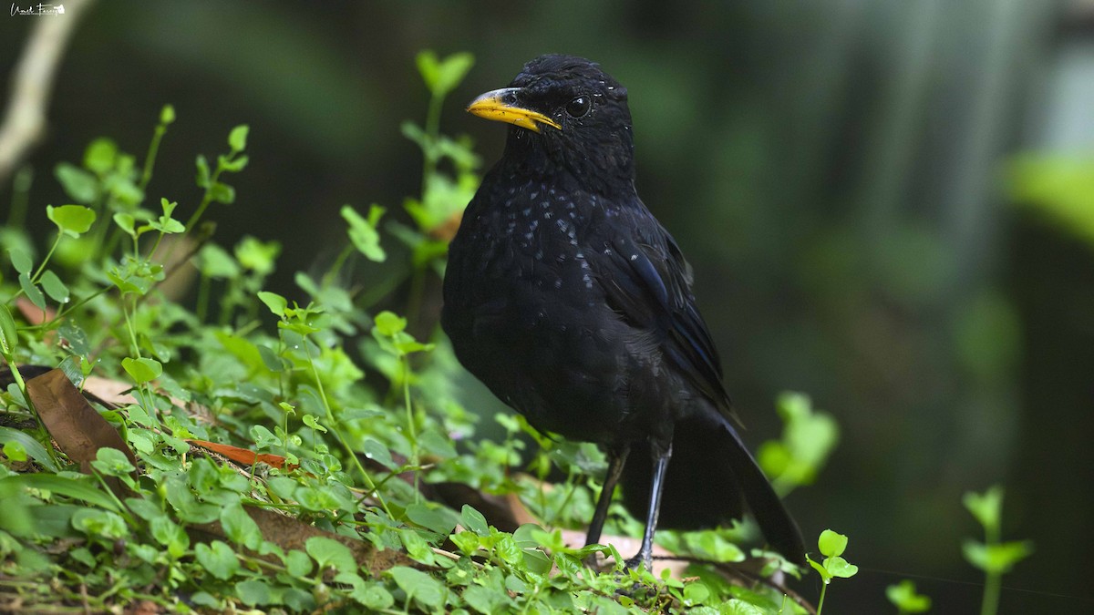 Malayan Whistling-Thrush - ML620816672