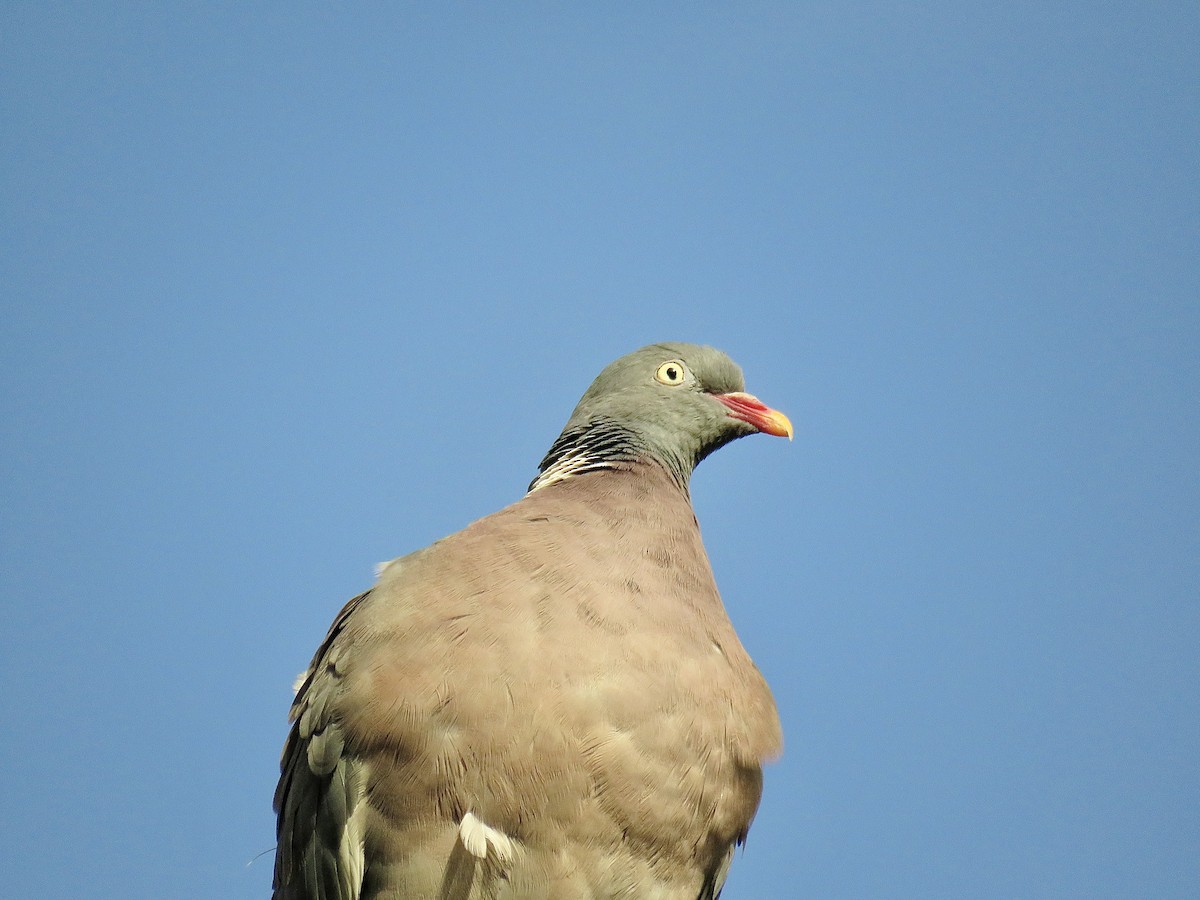 Common Wood-Pigeon - ML620816677