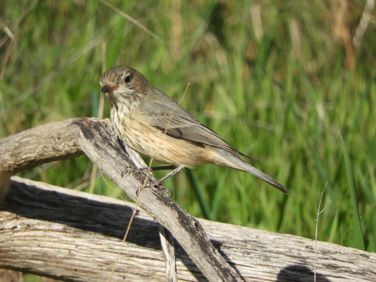 Rufous Whistler - ML620816693