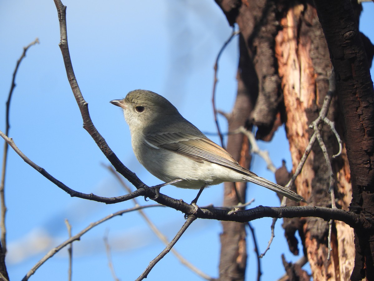 Golden Whistler - ML620816697