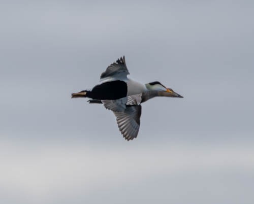 Common Eider - ML620816698