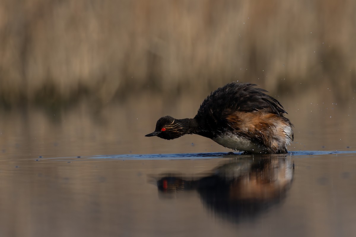 Eared Grebe - ML620816699