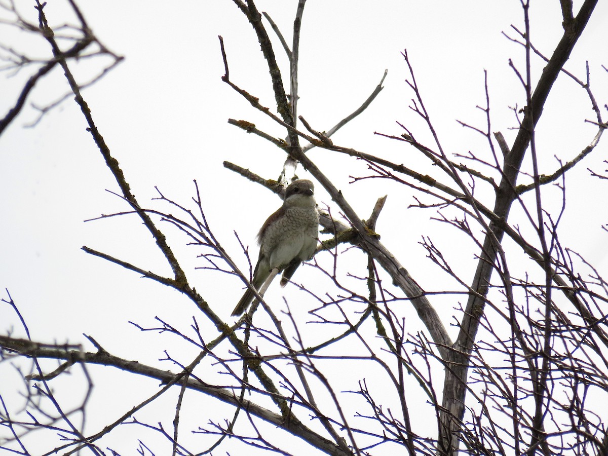 Red-backed Shrike - ML620816700