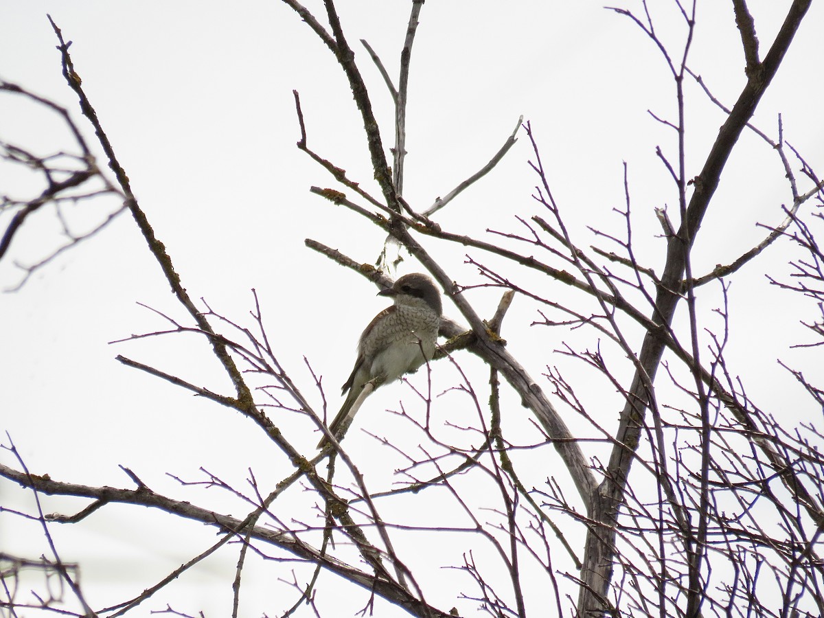 Red-backed Shrike - ML620816709