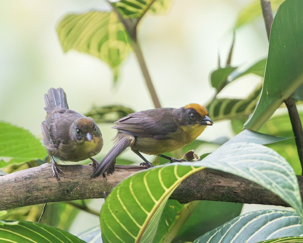 Tricolored Brushfinch - ML620816710