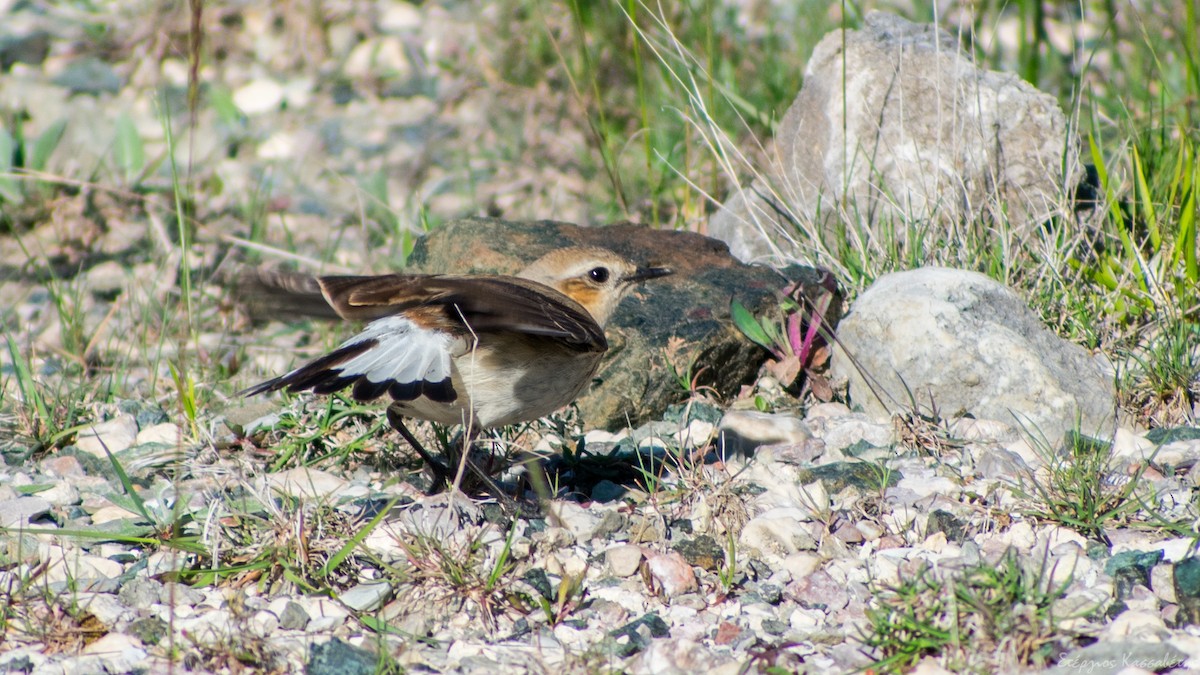 Northern Wheatear - Stergios Kassavetis