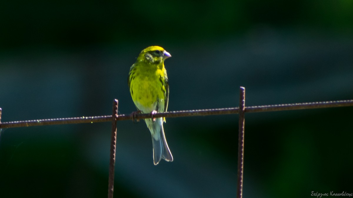 European Serin - ML620816726