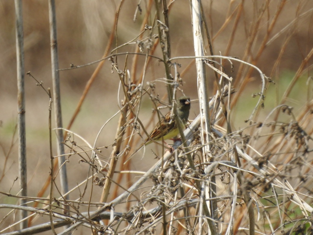 Black-faced Bunting - ML620816727