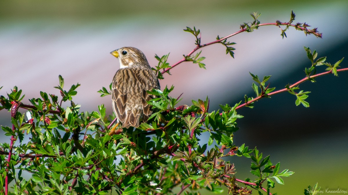 Corn Bunting - Stergios Kassavetis